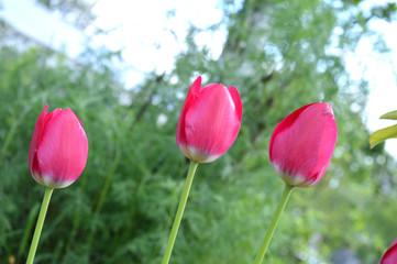 tulips in the garden