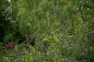 green decorative willow in the summer park © Serg
