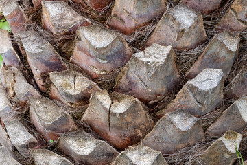 The texture of the bark of palm trees