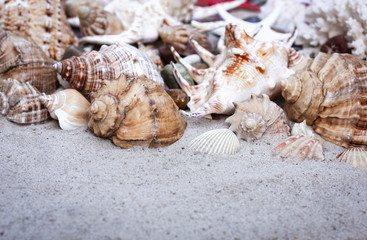 Large seashells on the sand. Summer beach background