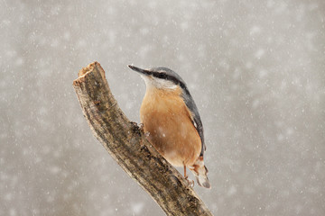 Nuthatch in the snow sitting on a tree branch