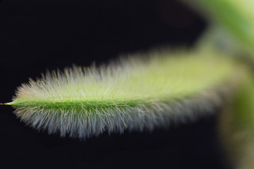 soybean pod nearing full seed R6 - on black background