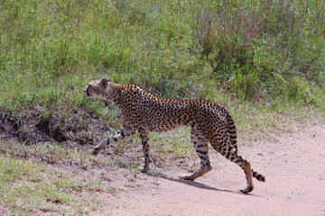 Photo of cheetah / Photo cheetah in the Savannah Ngorongoro