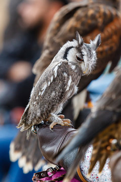 Autillo cariblanco sobre el guante del cetrero. Ptilopsis leucotis. Ave rapaz nocturna.