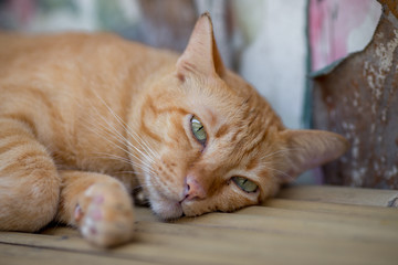 A close-up view of a cat, the background of a pet being a pet friendly friend, a variety of lines, both small and large, is the natural beauty of this type of animal.