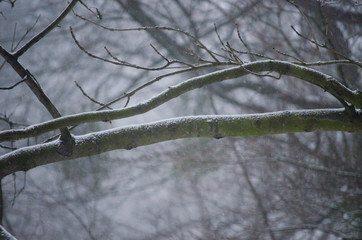 Winter in Lviv