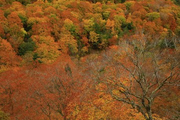 Fototapeta premium 紅葉の八幡平