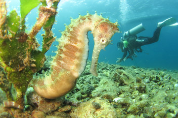 sea horse with close up wide lens