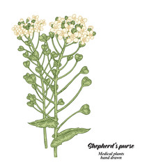 Hand drawn Shepherd's purse plant isolated on white background. Medical hebs. Vector illustration.