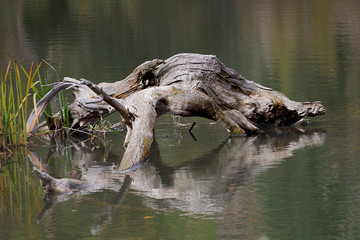 Tronco de árbol  creando reflejos en el río