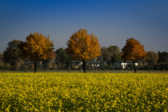 Herbst am Dorfrand