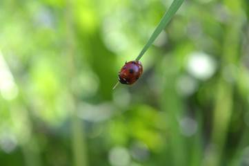 ladybug on a green leaf