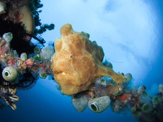 frog fish with close up lens