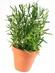 ROSEMARY