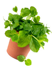 BASIL