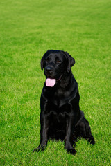 Dog breed Labrador