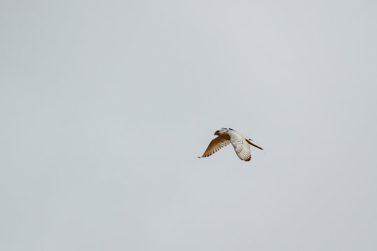 Halcón gerifalte en vuelo, con transmisor. Falco rusticolus.