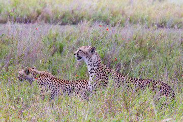Photo of cheetah / Photo cheetah in the Savannah Ngorongoro