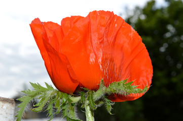 red poppy on green background