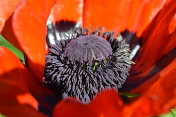 closeup of a poppy