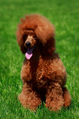 Dog breed small miniature Poodle