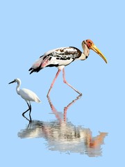 birds and light blue background