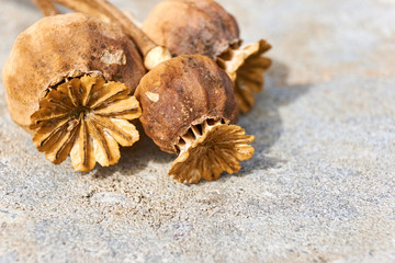 Close-up of dry orange brown poppy seed pods on a grey stone background with selective focus