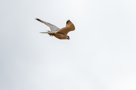 Falco rusticolus. Halcón gerifalte en vuelo. Cetrería.