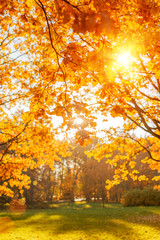 Fototapeta na wymiar Fall, autumn, leaves background. A tree branch with autumn leaves of a maple on a blurred background. Landscape in autumn season
