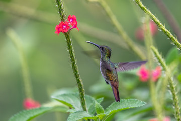 Hummingbird(Trochilidae)Flying gems ecuador