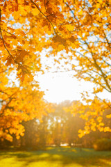Fototapeta na wymiar Fall, autumn, leaves background. A tree branch with autumn leaves of a maple on a blurred background. Landscape in autumn season