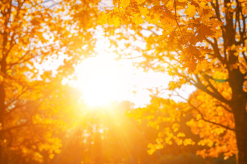 Fall, autumn, leaves background. A tree branch with autumn leaves of a maple on a blurred background. Landscape in autumn season