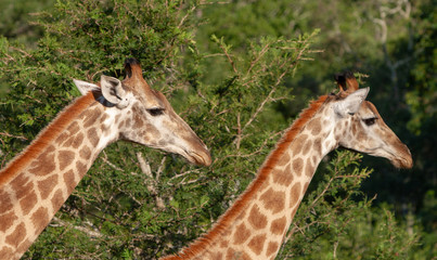Two giraffes walking together