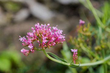 blüte farbe natur close up nature blossom color garden plant flora makro macro no people day