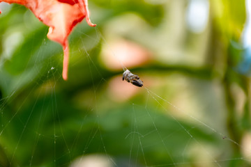 Insects trapped on a spider web.