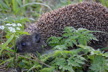 hedgehog in the grass