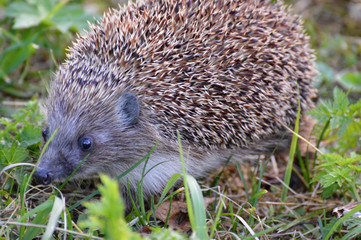 hedgehog in grass