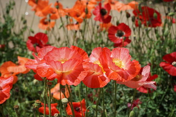 poppy red flowers