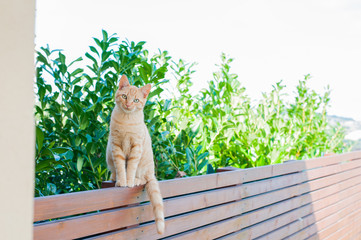 gatto rosso in equilibrio su una staccionata in legno teak davanti ad una siepe di laurus