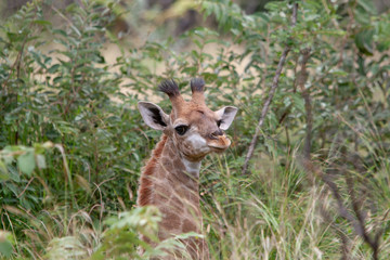 Young giraffe looking