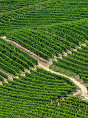 Vineyards near Barbaresco, Cuneo, in Langhe