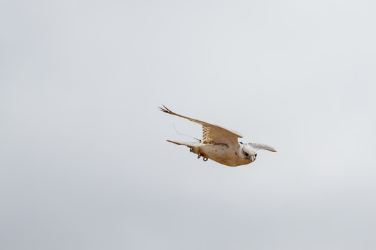 Falco rusticolus. Halcón gerifalte en vuelo. Cetrería.