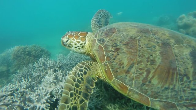 Turtle swimming in Australian barrier reef