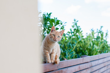 gatto rosso in equilibrio su una staccionata in legno teak davanti ad una siepe di laurus