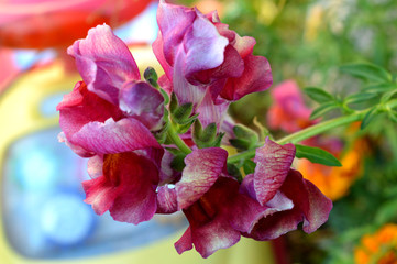 flowers in the garden