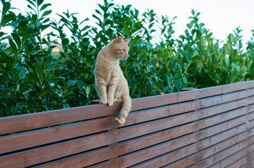 gatto rosso in equilibrio su una staccionata in legno teak davanti ad una siepe di laurus