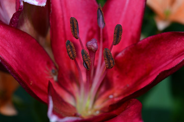 closeup of red flower