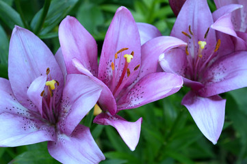 Fototapeta na wymiar purple liliya