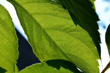 green leaves background