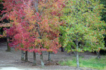 紅葉がグラデーションになっている木立の風景